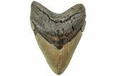Fossil Megalodon Tooth - North Carolina #226502-1